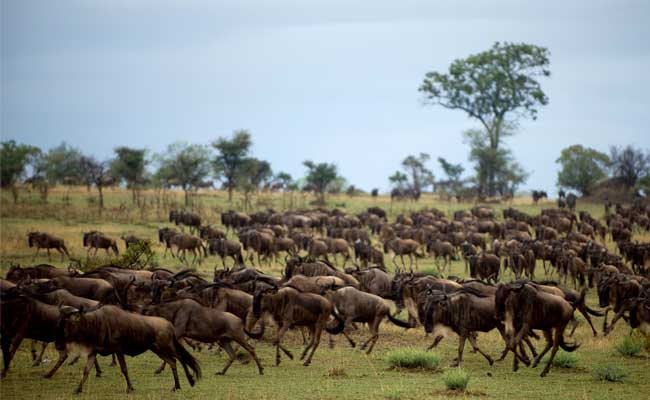 wildebeest running serengeti national park serenge