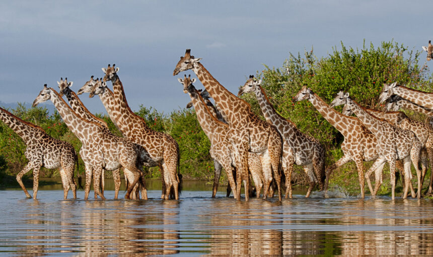 10 DAYS SOUTHERN CIRCUIT GROUP SAFARI IN TANZANIA