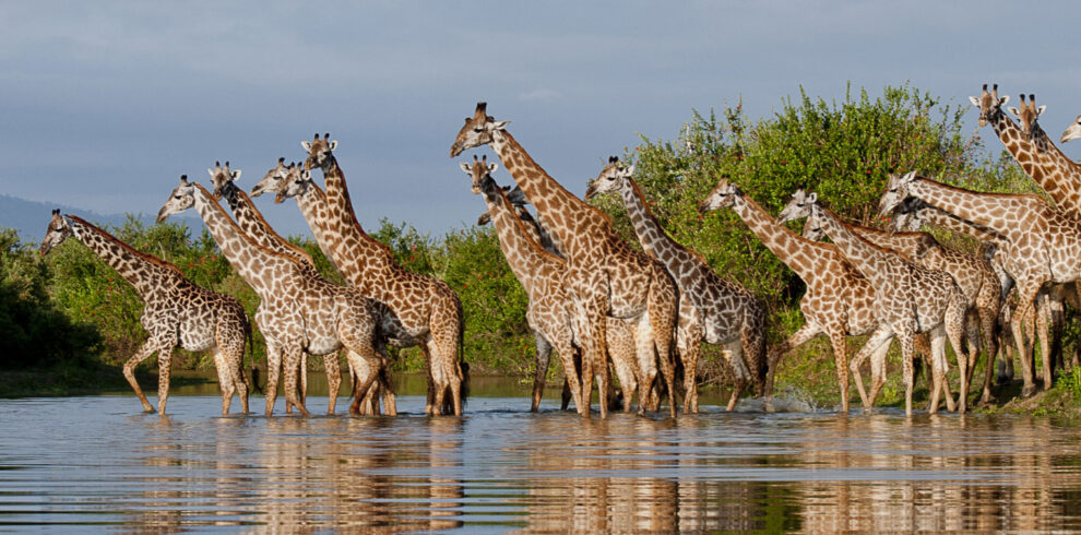 Nyerere national park safari