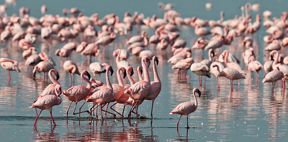 Lake Manyara 3 days Safari