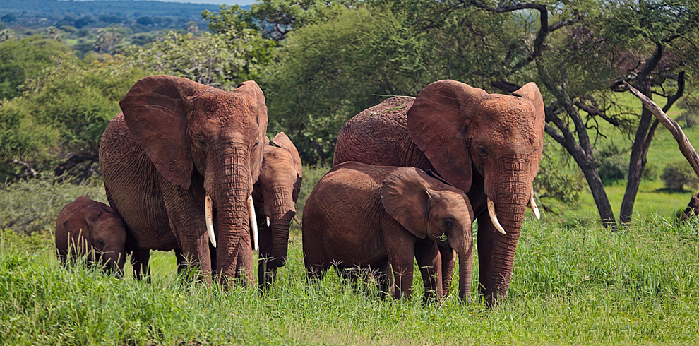 massive giant elephant