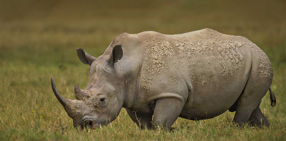 Mkombozi National park