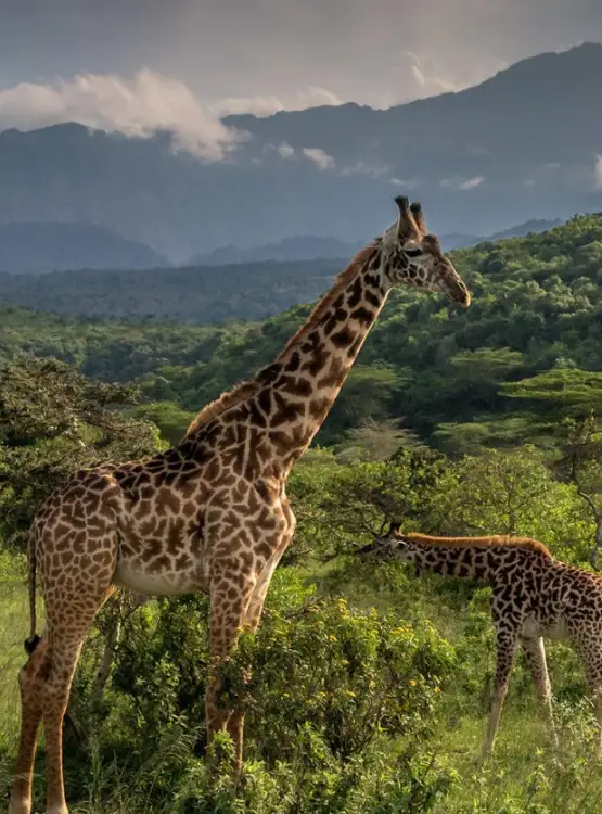 Arusha National Park