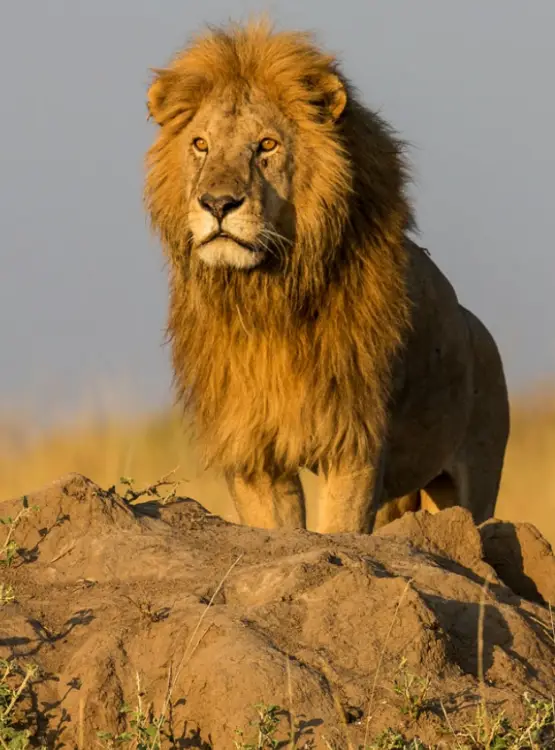 Big Five