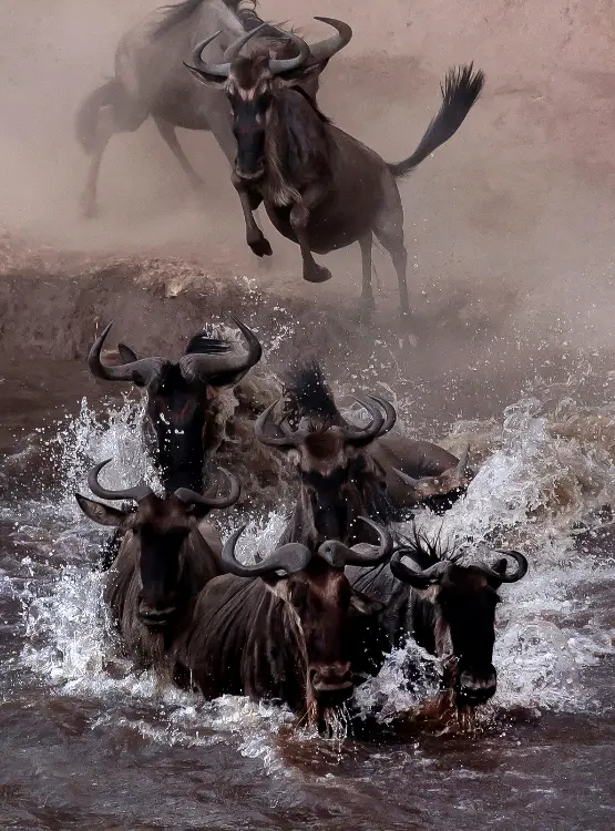 Wildbeest Migration