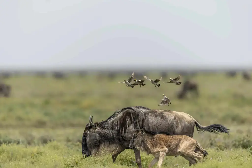 Tanzania