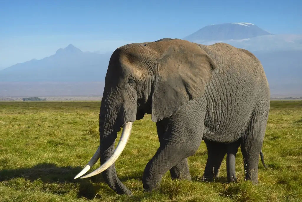 Tanzania