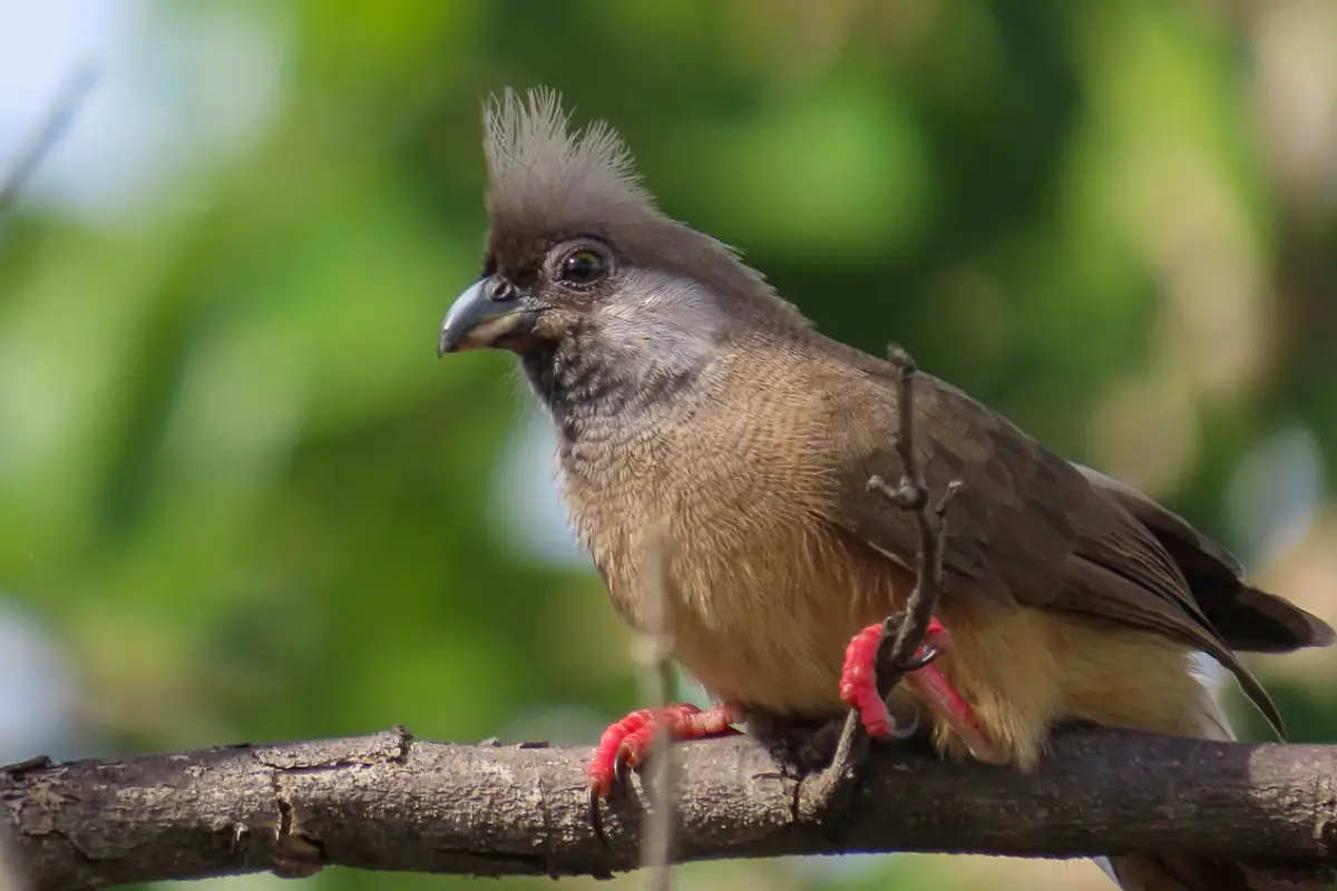 Tanzania Birding Safaris