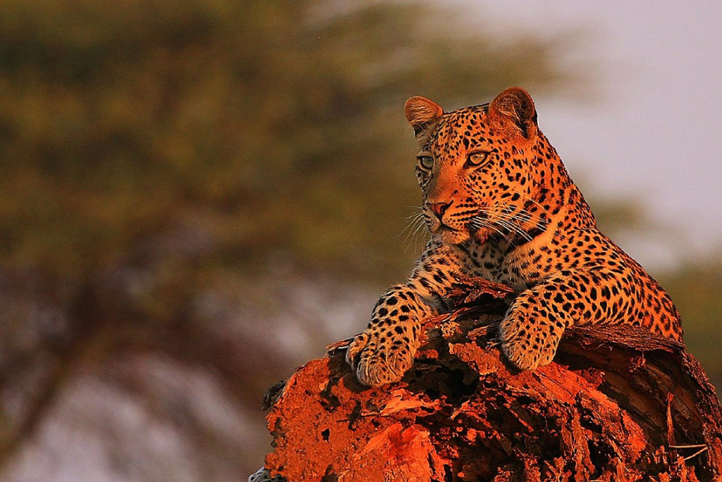 10 Days Southern Circuit Group Safari In Tanzania