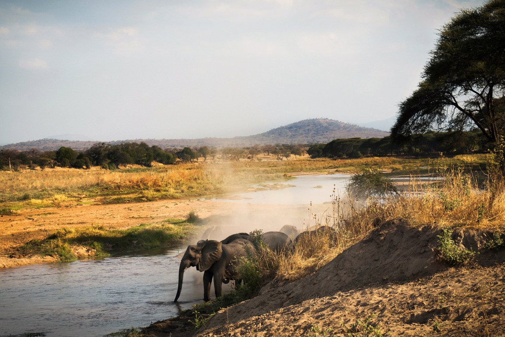 10 Days Southern Circuit Group Safari In Tanzania