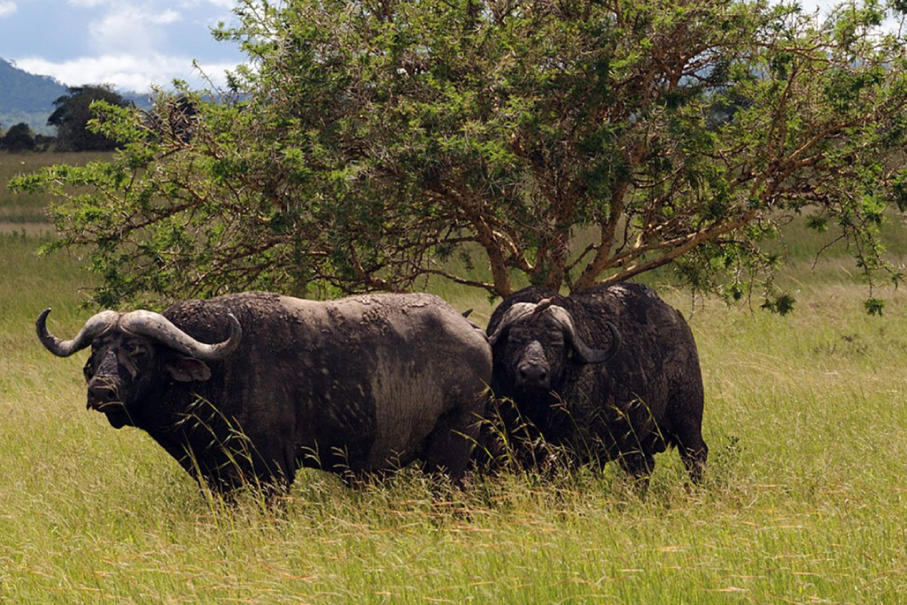 10 Days Southern Circuit Group Safari In Tanzania