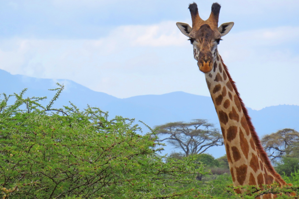 10 Days Southern Circuit Group Safari In Tanzania