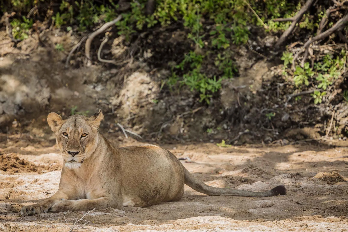 10 Days Southern Circuit Group Safari In Tanzania