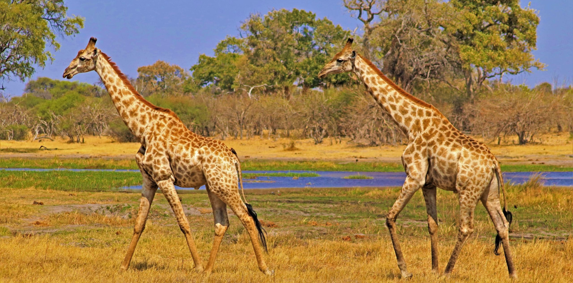 10 Days Southern Circuit Group Safari In Tanzania Wildlife 10 Days Southern Circuit Group Safari In Tanzania Wildlife