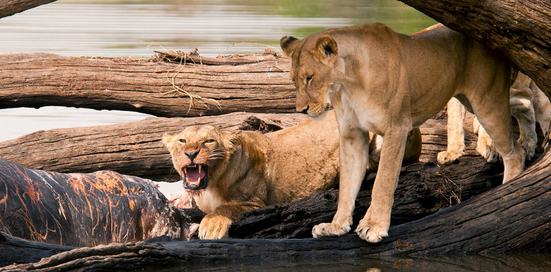 10 Days Southern Circuit Group Safari In Tanzania Wildlife 10 Days Southern Circuit Group Safari In Tanzania Wildlife