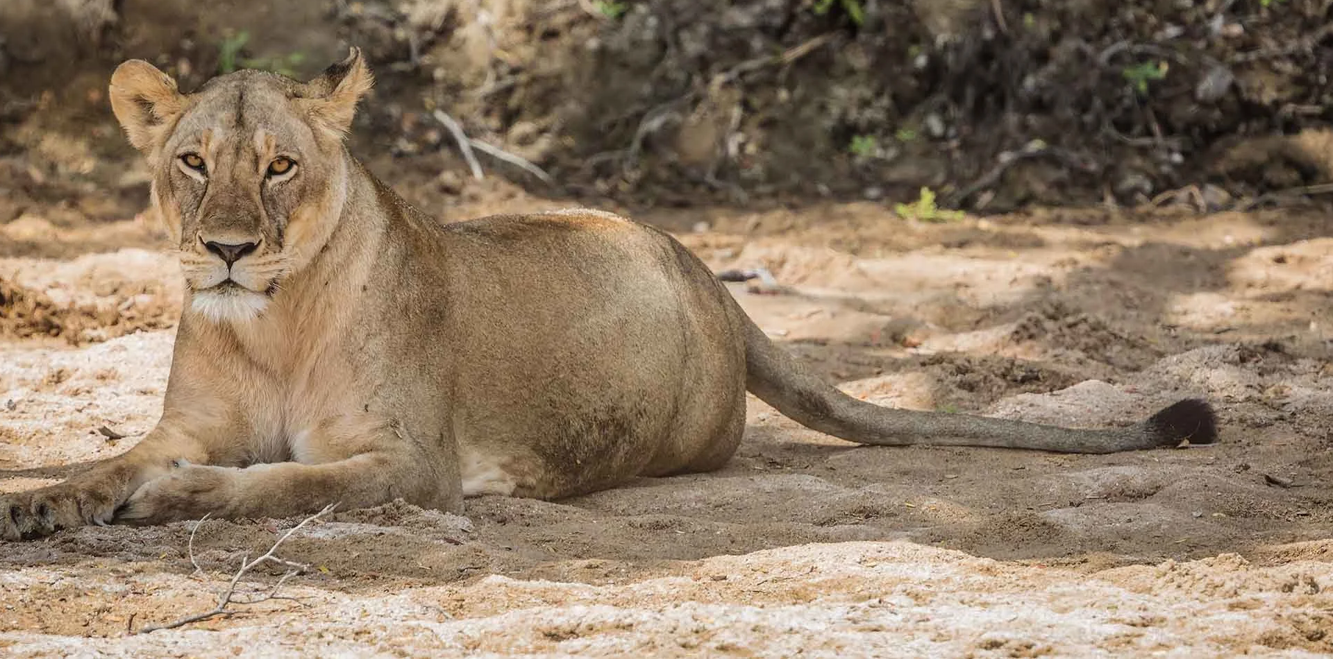 10 Days Southern Circuit Group Safari In Tanzania