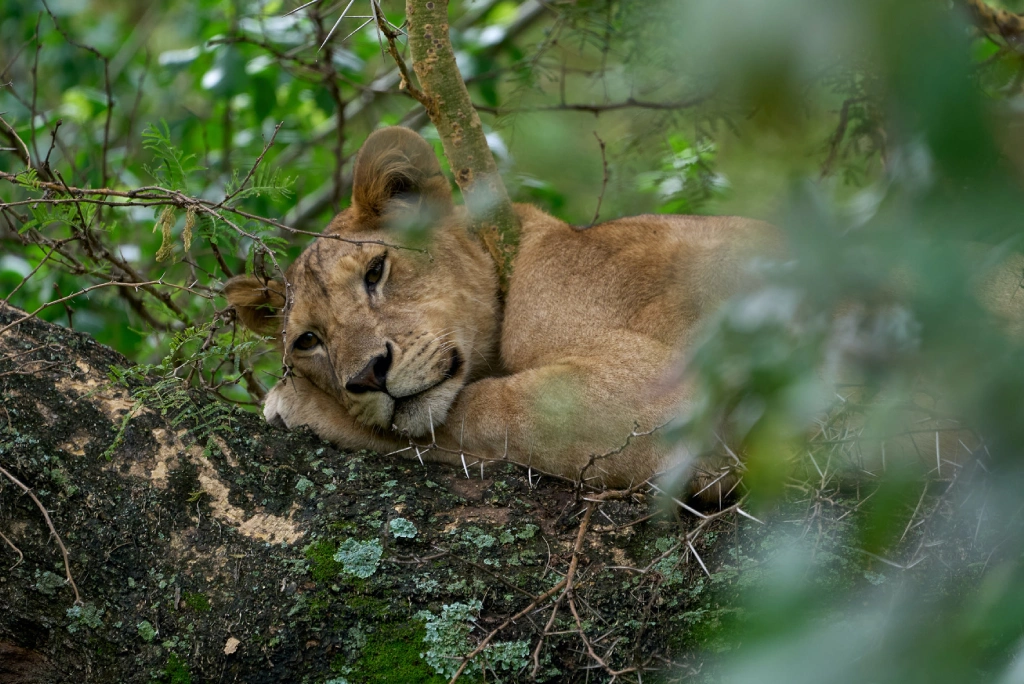 2 Days Tanzania Camping Safari Wildlife