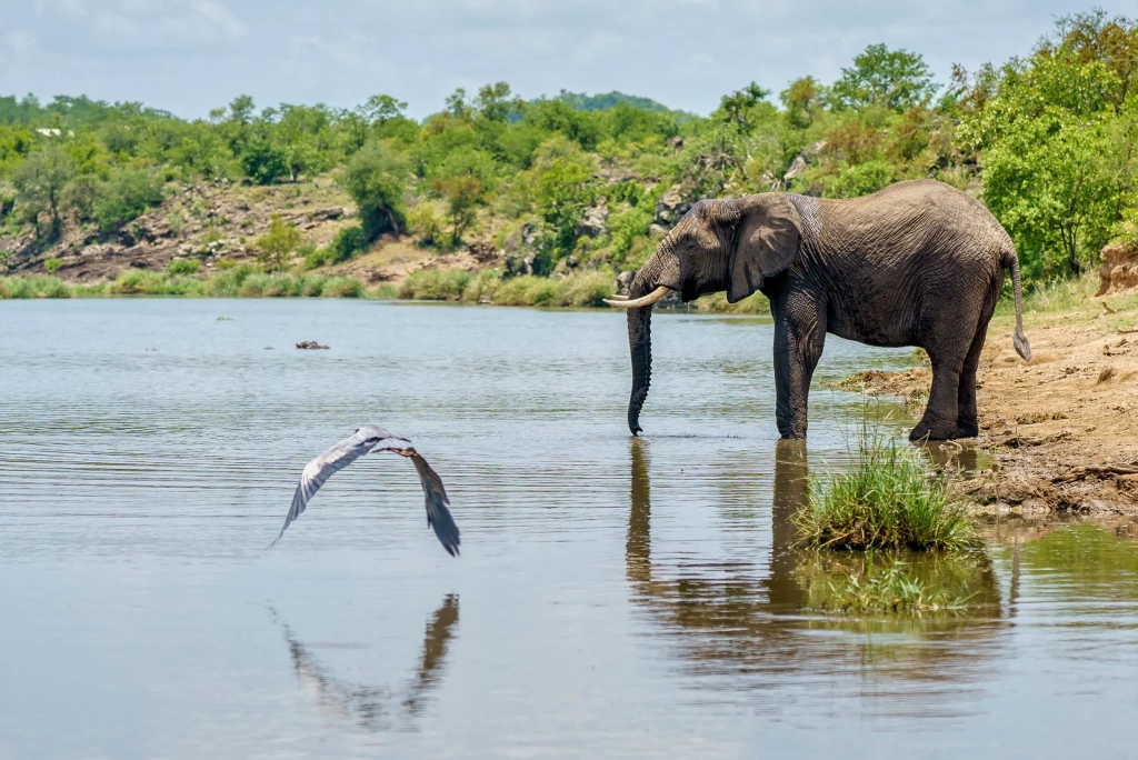 2 Days Tanzania Camping Safari Wildlife