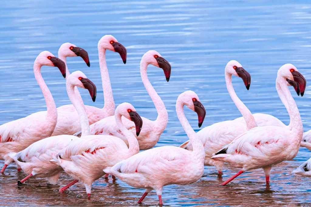 2 Days Tanzania Camping Safari Wildlife