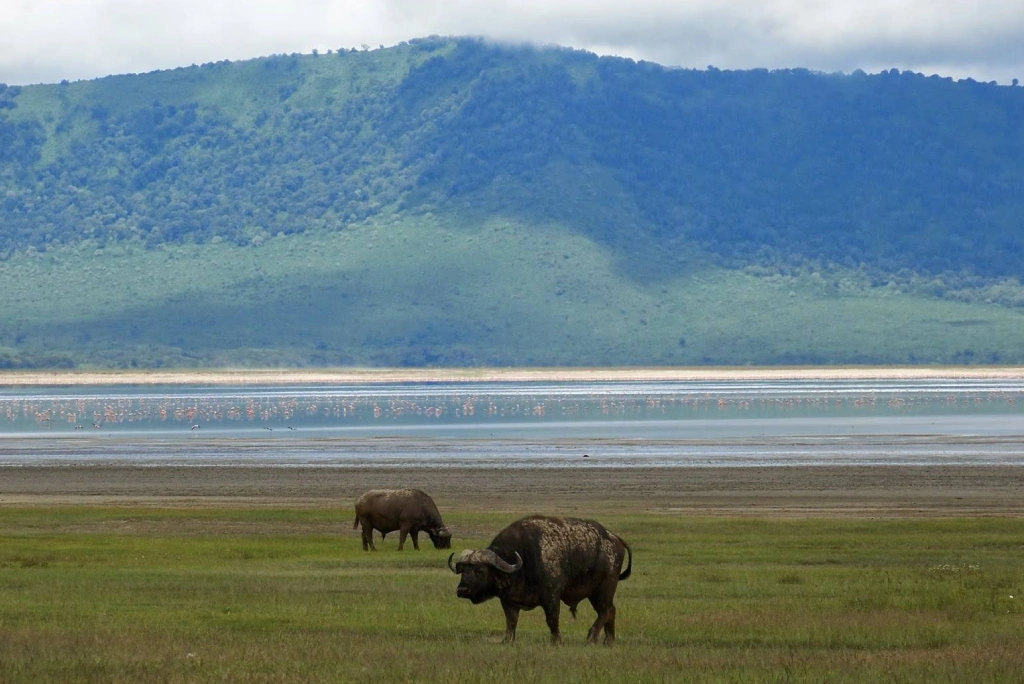 2 Days Tanzania Camping Safari Wildlife