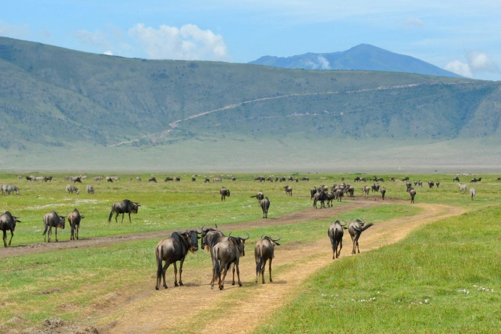 2 Days Tanzania Luxury Safari WildLife