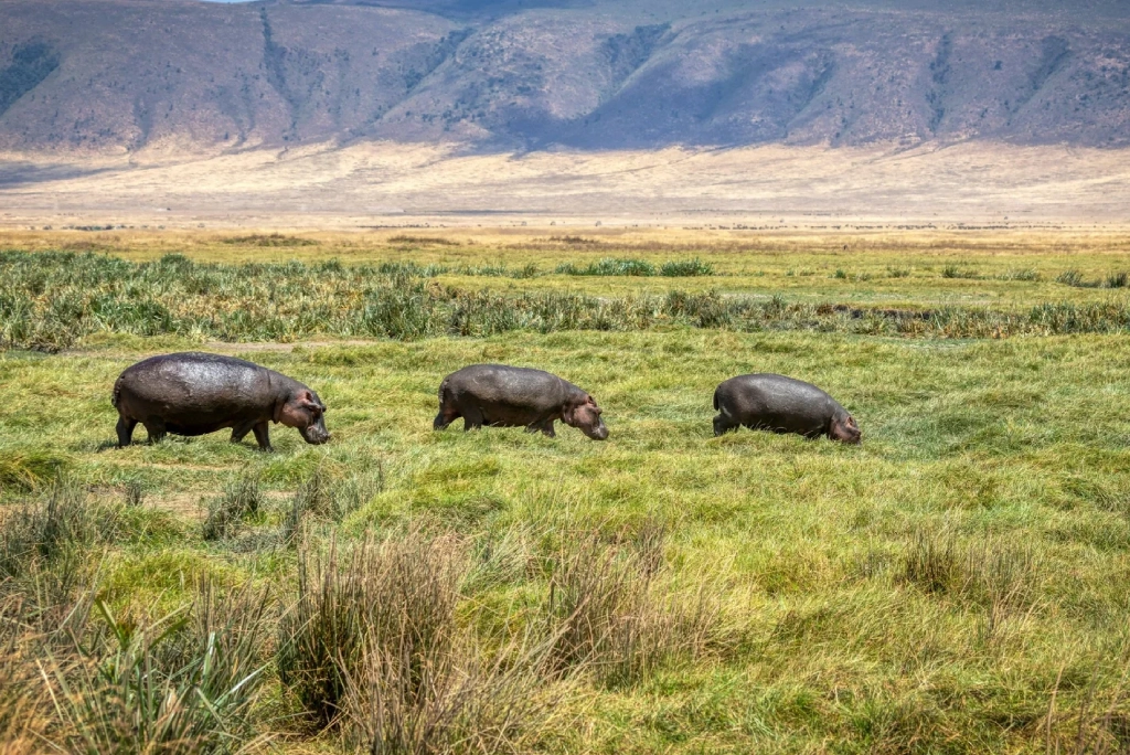 2 Days Tanzania Luxury Safari WildLife