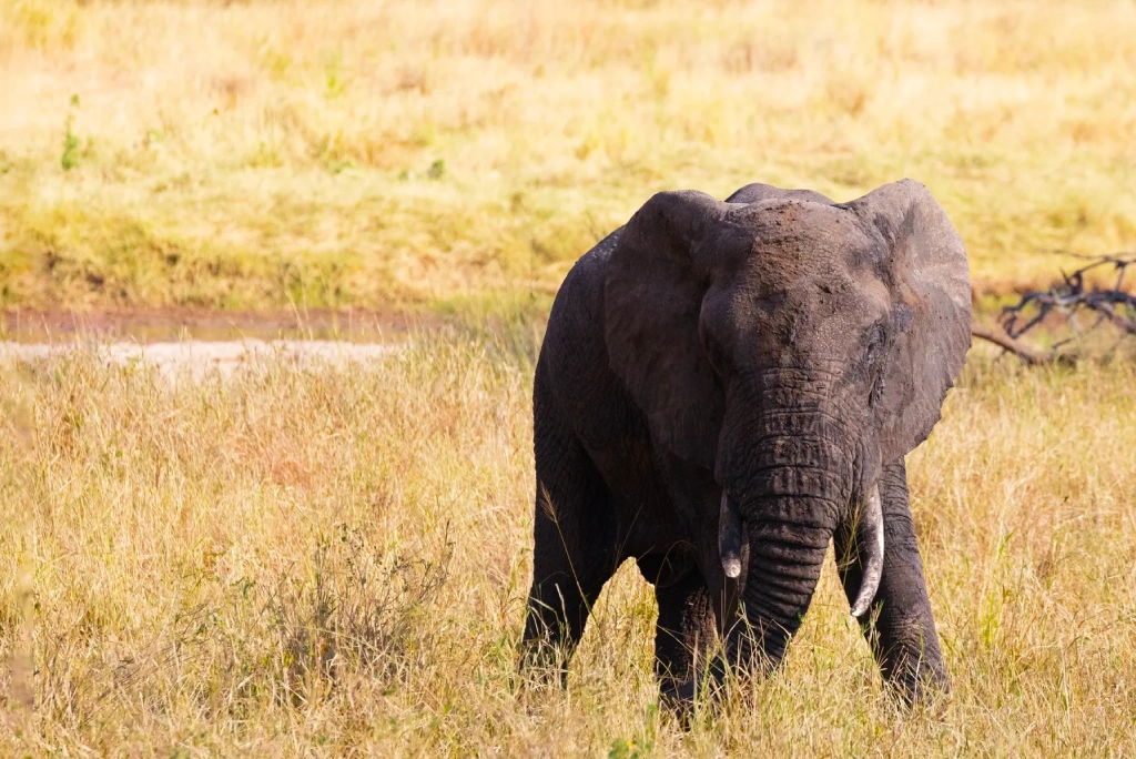 2 Days Tanzania Luxury Safari WildLife