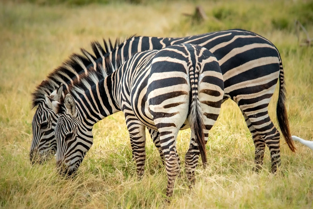 2 Days Tanzania Luxury Safari WildLife