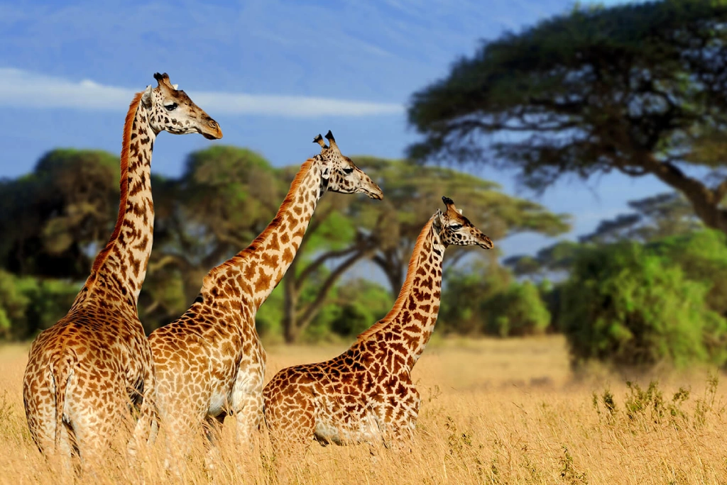 2 Days Tanzania Luxury Safari WildLife