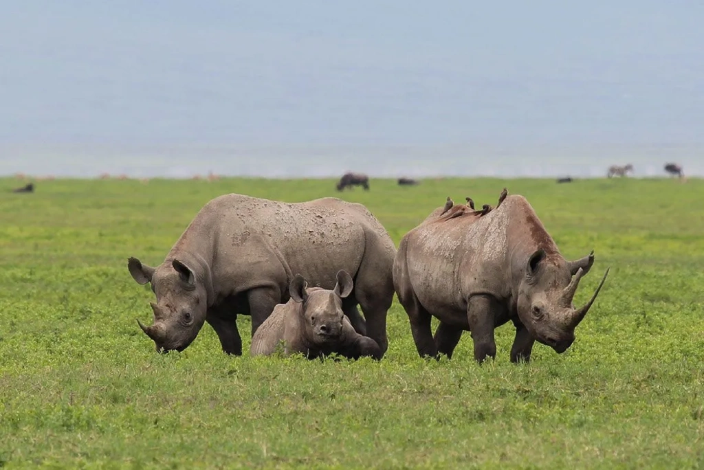 3 Days Tanzania Camping Safari Wildlife