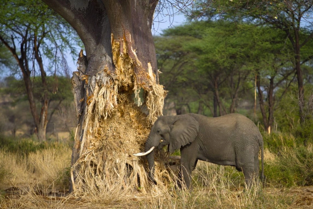 3 Days Tanzania Camping Safari Wildlife