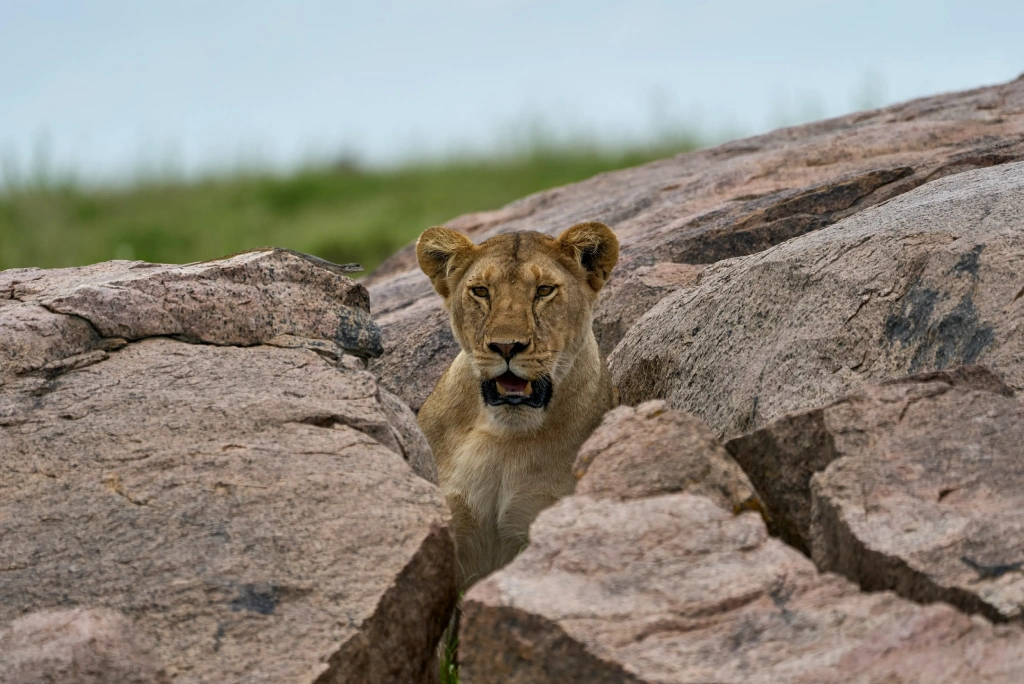 3 Days Tanzania Camping Safari Wildlife