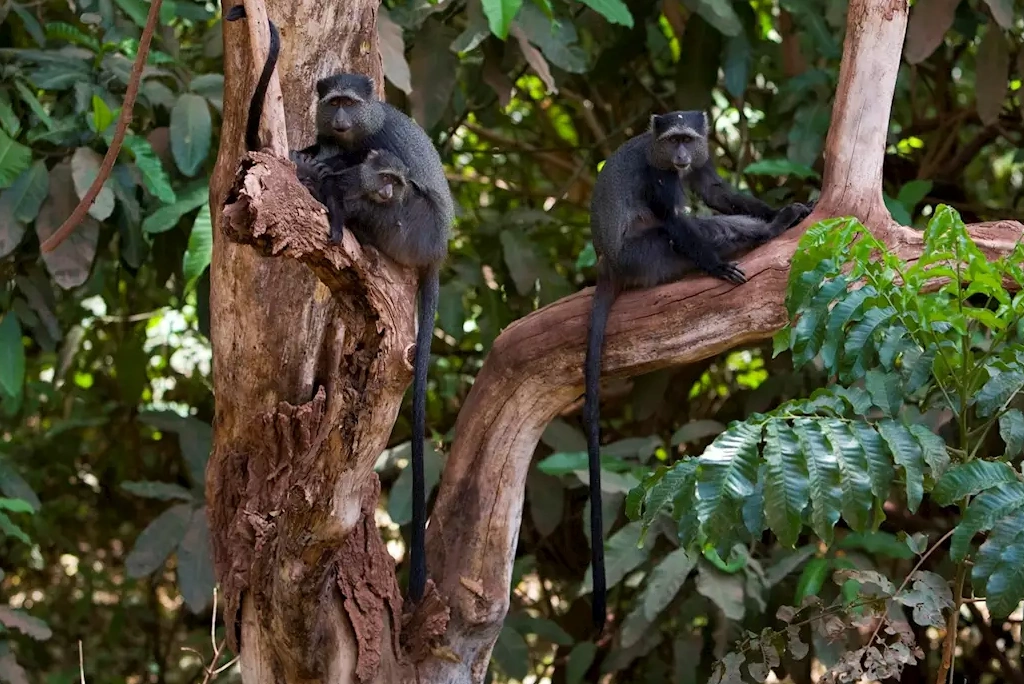 3 Days Tanzania Camping Safari Wildlife