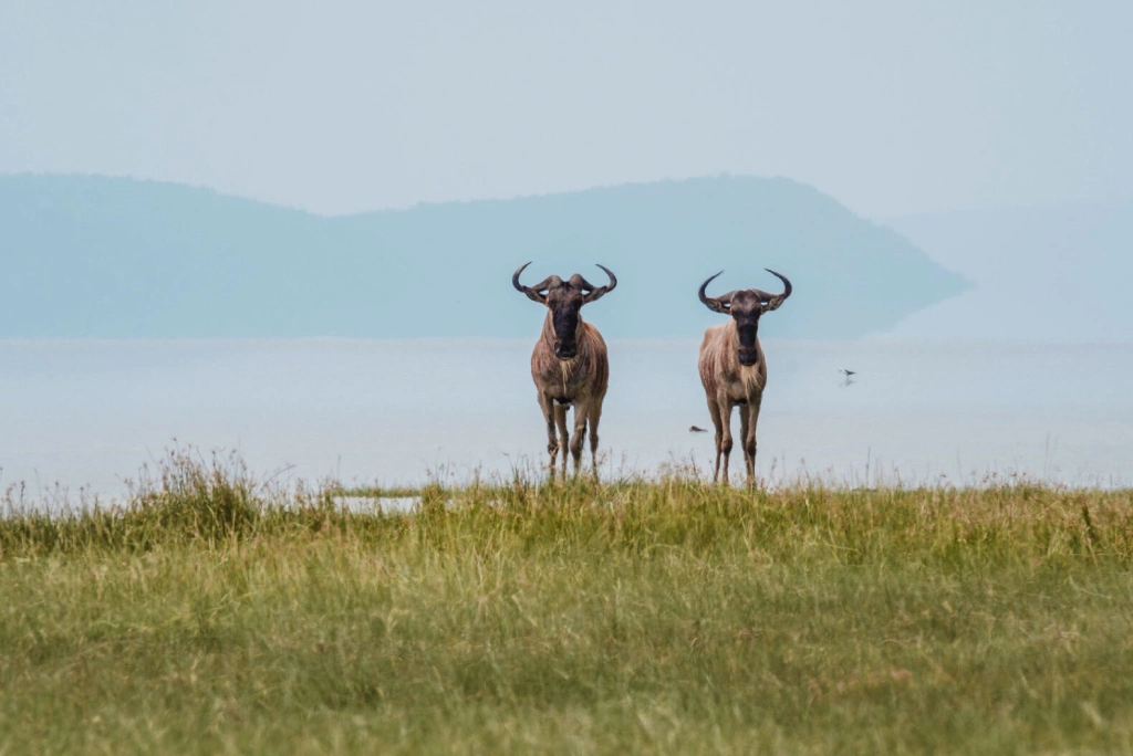 3 Days Tanzania Luxury Safari Wildlife