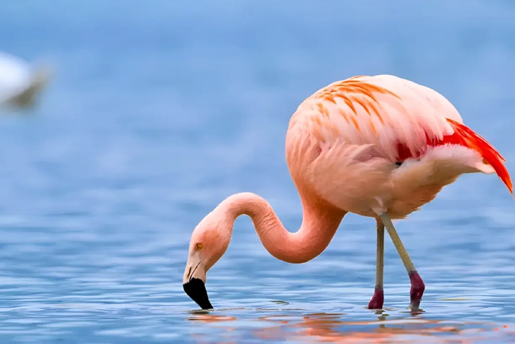 3 Days Tanzania Luxury Safari Wildlife