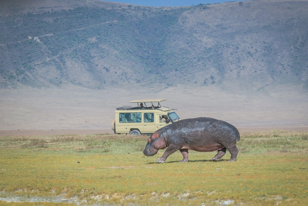 3 Days Tanzania Luxury Safari Wildlife