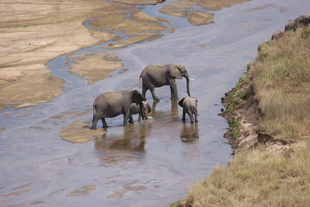 3 Days Tanzania Luxury Safari Wildlife
