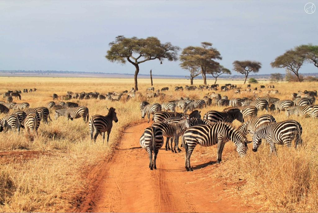3 Days Tanzania Luxury Safari Wildlife
