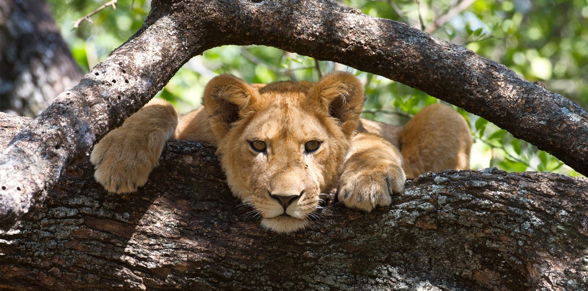 3 Days Tanzania Luxury Safari Wildlife