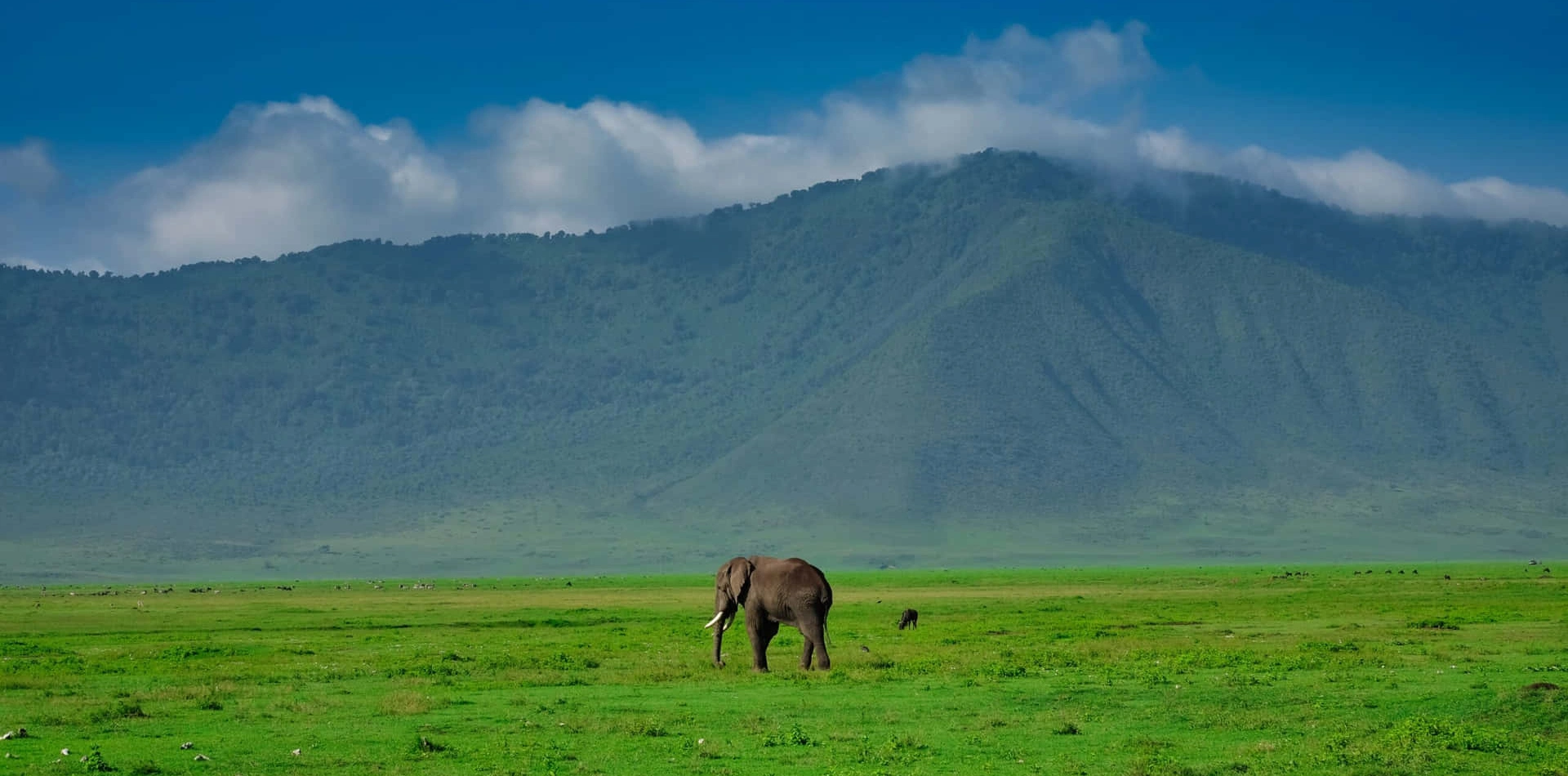 3 Days Tanzania Luxury Safari Wildlife