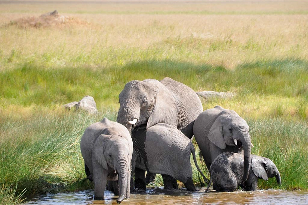 4 Days Tanzania Camping Safari Wildlife