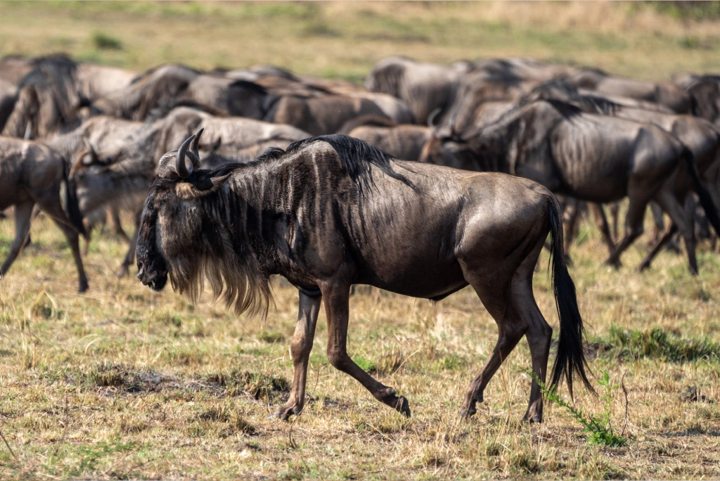 4 Days Tanzania Camping Safari Wildlife