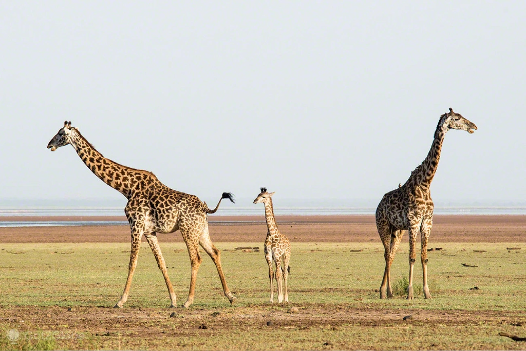 4 Days Tanzania Camping Safari Wildlife