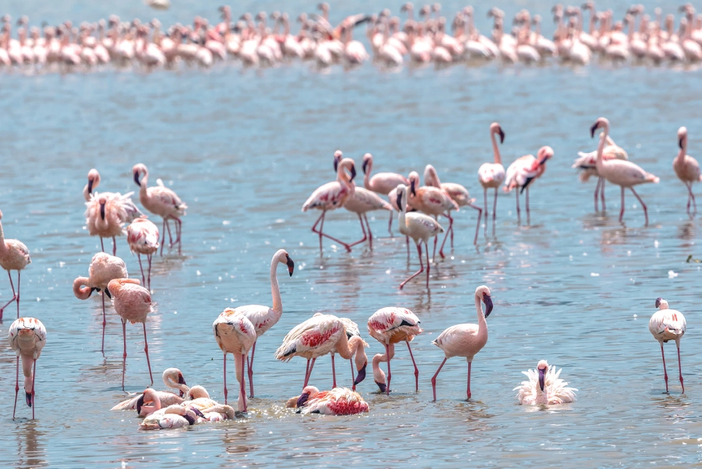 4 Days Tanzania Camping Safari Wildlife