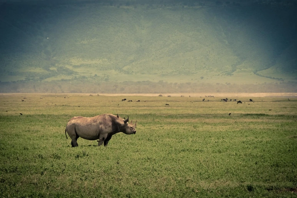 4 Days Tanzania Camping Safari Wildlife