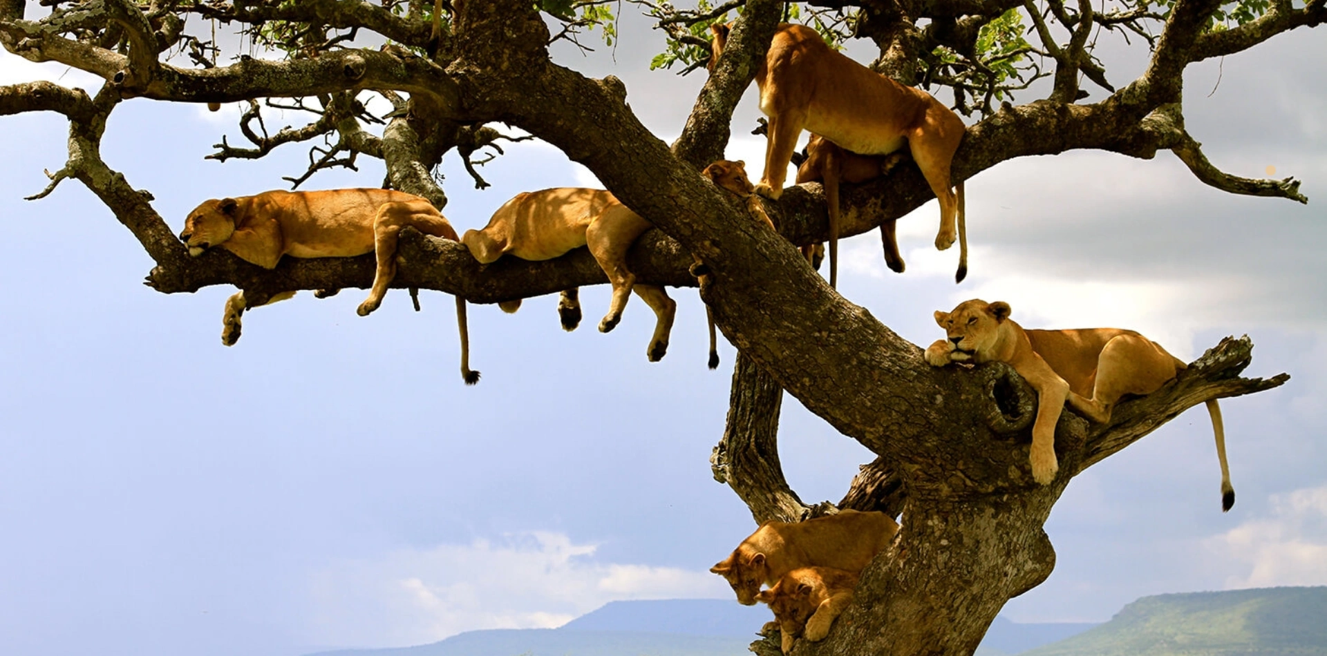 4 Days Tanzania Camping Safari Wildlife