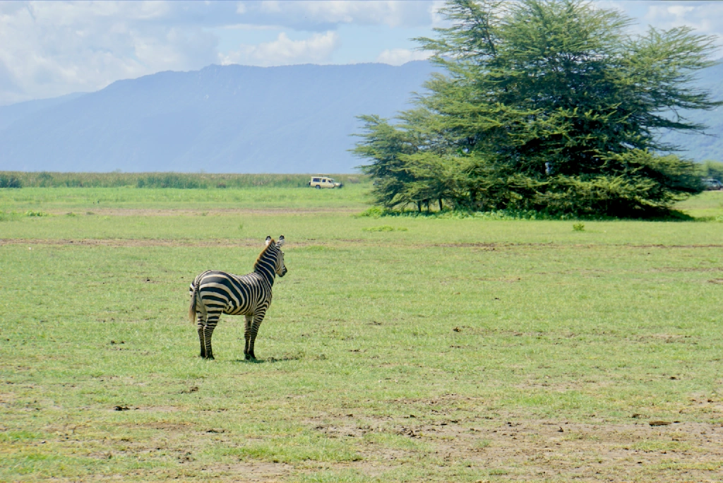 4 Days Tanzania Luxury Safari Wildlife