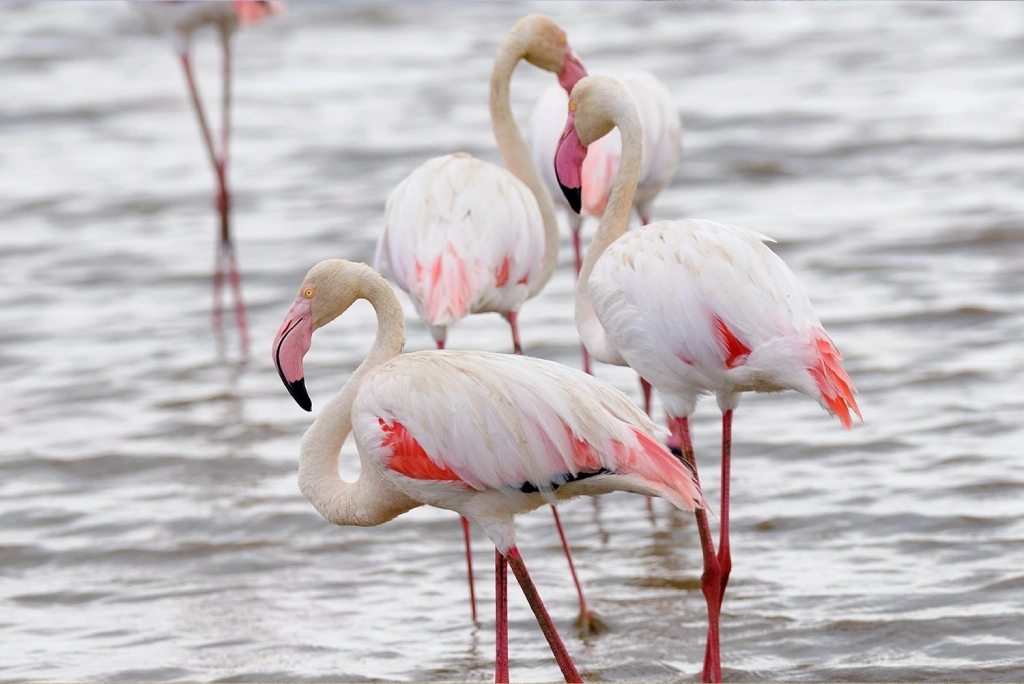 4 Days Tanzania Luxury Safari Birdlife