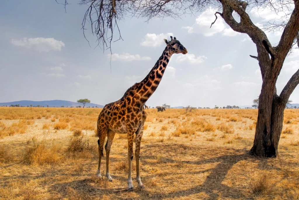 4 Days Tanzania Luxury Safari Wildlife