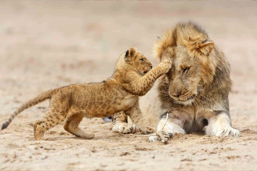 4 Days Tanzania Luxury Safari Wildlife